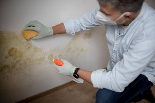 Why You Should Choose Our Mold Remediation Services in Millbourne, PA